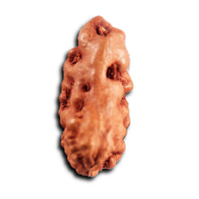 Load image into Gallery viewer, 1 Mukhi Rudraksha from Indonesia - Bead No.179