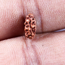 Load image into Gallery viewer, 1 Mukhi Rudraksha from Indonesia - Bead No.179