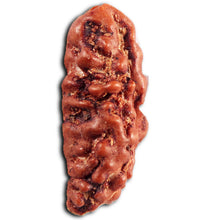 Load image into Gallery viewer, 1 Mukhi Rudraksha from Indonesia - Bead No.145