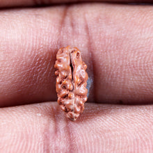 Load image into Gallery viewer, 1 Mukhi Ganesh Rudraksha from Indonesia - Bead No. 146