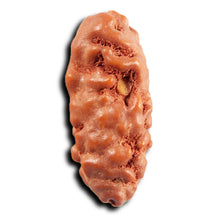 Load image into Gallery viewer, 1 Mukhi Ganesh Rudraksha from Indonesia - Bead No. 146