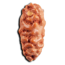 Load image into Gallery viewer, 1 Mukhi Ganesh Rudraksha from Indonesia - Bead No. 146