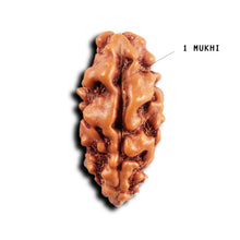 Load image into Gallery viewer, 1 Mukhi Ganesh Rudraksha from Indonesia - Bead No. 147