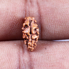 Load image into Gallery viewer, 1 Mukhi Ganesh Rudraksha from Indonesia - Bead No. 147