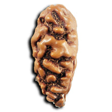 Load image into Gallery viewer, 1 Mukhi Ganesh Rudraksha from Indonesia - Bead No. 147