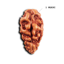 Load image into Gallery viewer, 1 Mukhi Rudraksha from Indonesia - Bead No.148