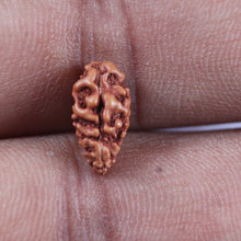 Load image into Gallery viewer, 1 Mukhi Rudraksha from Indonesia - Bead No.148