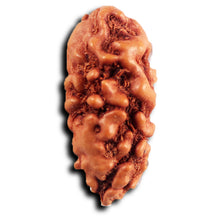 Load image into Gallery viewer, 1 Mukhi Rudraksha from Indonesia - Bead No.148