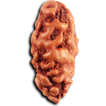 Load image into Gallery viewer, 1 Mukhi Rudraksha from Indonesia - Bead No.148