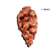 Load image into Gallery viewer, 1 Mukhi Rudraksha from Indonesia - Bead No.149