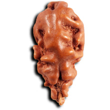 Load image into Gallery viewer, 1 Mukhi Rudraksha from Indonesia - Bead No.149