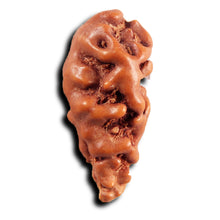 Load image into Gallery viewer, 1 Mukhi Rudraksha from Indonesia - Bead No.149