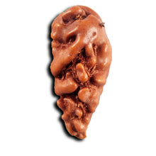 Load image into Gallery viewer, 1 Mukhi Rudraksha from Indonesia - Bead No.149