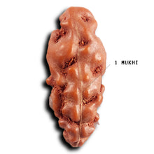 Load image into Gallery viewer, 1 Mukhi Rudraksha from Indonesia - Bead No.150