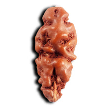 Load image into Gallery viewer, 1 Mukhi Rudraksha from Indonesia - Bead No.150