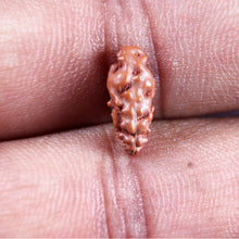 Load image into Gallery viewer, 1 Mukhi Rudraksha from Indonesia - Bead No.150