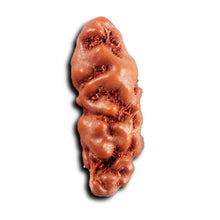 Load image into Gallery viewer, 1 Mukhi Rudraksha from Indonesia - Bead No.150