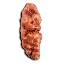 Load image into Gallery viewer, 1 Mukhi Rudraksha from Indonesia - Bead No.150
