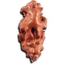 Load image into Gallery viewer, 1 Mukhi Ganesh Rudraksha from Indonesia - Bead No. 152