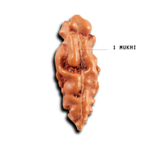 Load image into Gallery viewer, 1 Mukhi Rudraksha from Indonesia - Bead No.153