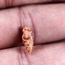 Load image into Gallery viewer, 1 Mukhi Rudraksha from Indonesia - Bead No.153