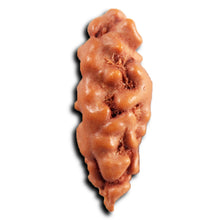 Load image into Gallery viewer, 1 Mukhi Rudraksha from Indonesia - Bead No.153
