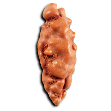 Load image into Gallery viewer, 1 Mukhi Rudraksha from Indonesia - Bead No.153