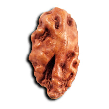Load image into Gallery viewer, 1 Mukhi Rudraksha from Indonesia - Bead No.154