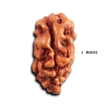 Load image into Gallery viewer, 1 Mukhi Rudraksha from Indonesia - Bead No.154