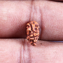 Load image into Gallery viewer, 1 Mukhi Rudraksha from Indonesia - Bead No.154