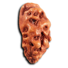 Load image into Gallery viewer, 1 Mukhi Rudraksha from Indonesia - Bead No.154
