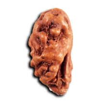 Load image into Gallery viewer, 1 Mukhi Rudraksha from Indonesia - Bead No.154