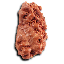 Load image into Gallery viewer, 1 Mukhi Rudraksha from Indonesia - Bead No.171
