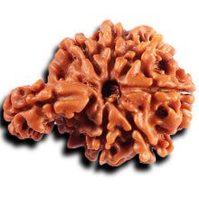 Load image into Gallery viewer, 1 Mukhi Savar Rudraksha from Nepal - Bead No. 80