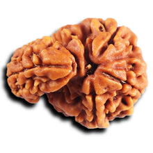 Load image into Gallery viewer, 1 Mukhi Savar Rudraksha from Nepal - Bead No. 84