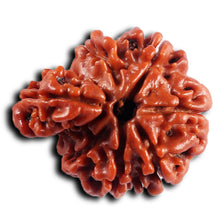 Load image into Gallery viewer, 1 Mukhi Savar Rudraksha from Nepal - Bead No. 86