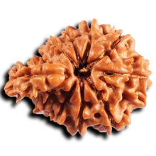 Load image into Gallery viewer, 1 Mukhi Savar Rudraksha from Nepal - Bead No. 88