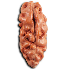 Load image into Gallery viewer, 1 Mukhi Ganesh Rudraksha from Indonesia - Bead No. 146