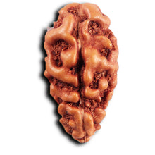 Load image into Gallery viewer, 1 Mukhi Rudraksha from Indonesia - Bead No.148