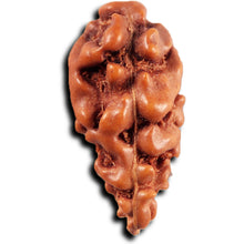Load image into Gallery viewer, 1 Mukhi Rudraksha from Indonesia - Bead No.149