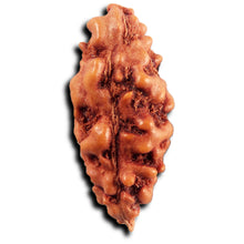 Load image into Gallery viewer, 1 Mukhi Ganesh Rudraksha from Indonesia - Bead No. 151