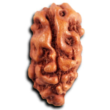 Load image into Gallery viewer, 1 Mukhi Rudraksha from Indonesia - Bead No.154