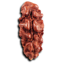 Load image into Gallery viewer, 1 Mukhi Rudraksha from Indonesia - Bead No.155