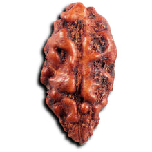 Load image into Gallery viewer, 1 Mukhi Rudraksha from Indonesia - Bead No.156