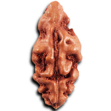 Load image into Gallery viewer, 1 Mukhi Rudraksha from Indonesia - Bead No.157