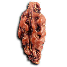 Load image into Gallery viewer, 1 Mukhi Rudraksha from Indonesia - Bead No.158
