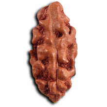Load image into Gallery viewer, 1 Mukhi Rudraksha from Indonesia - Bead No.159