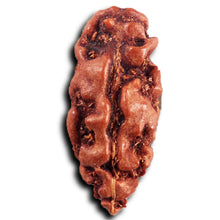 Load image into Gallery viewer, 1 Mukhi Rudraksha from Indonesia - Bead No.160