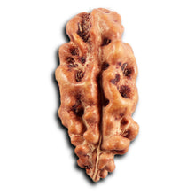Load image into Gallery viewer, 1 Mukhi Rudraksha from Indonesia - Bead No.163