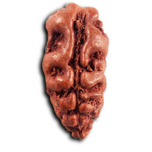 Load image into Gallery viewer, 1 Mukhi Rudraksha from Indonesia - Bead No.165